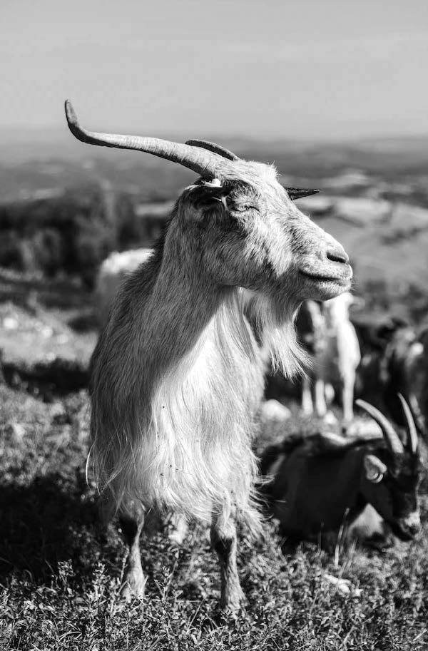 About Cashmere